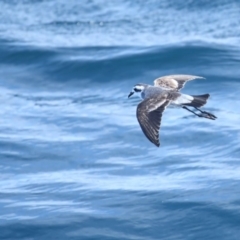 Pelagodroma marina (White-faced Storm-Petrel) at Undefined - 2 Sep 2018 by Leo