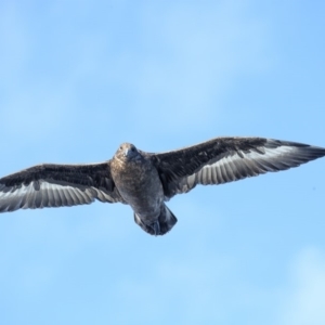 Stercorarius antarcticus at Eden, NSW - 1 Sep 2018 07:57 AM