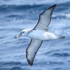 Thalassarche cauta (Shy Albatross) at Undefined - 2 Sep 2018 by Leo