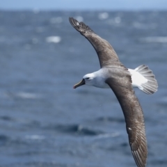 Thalassarche carteri (Indian Yellow-nosed Albatross) at Undefined - 2 Sep 2018 by Leo