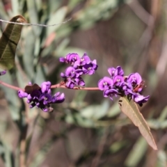 Hardenbergia violacea (False Sarsaparilla) at Bruce, ACT - 2 Sep 2018 by AlisonMilton