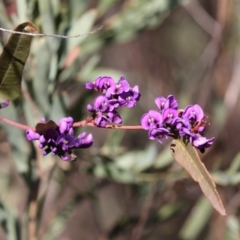 Hardenbergia violacea (False Sarsaparilla) at Gossan Hill - 2 Sep 2018 by Alison Milton