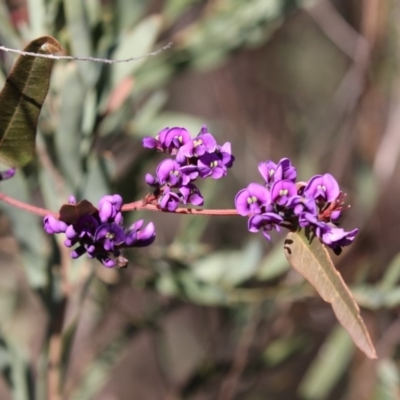 Hardenbergia violacea (False Sarsaparilla) at Bruce, ACT - 2 Sep 2018 by Alison Milton