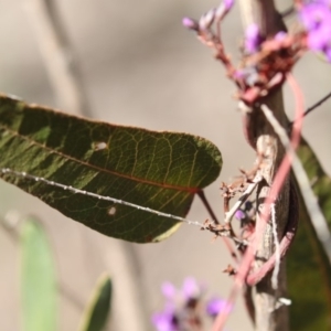 Hardenbergia violacea at Bruce, ACT - 2 Sep 2018