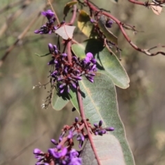 Hardenbergia violacea at Bruce, ACT - 2 Sep 2018