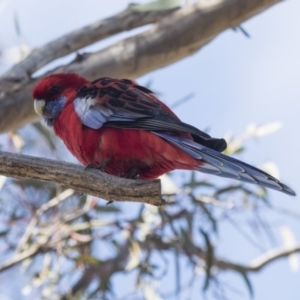 Platycercus elegans at Bruce, ACT - 2 Sep 2018