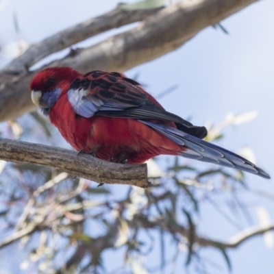 Platycercus elegans (Crimson Rosella) at Gossan Hill - 2 Sep 2018 by Alison Milton