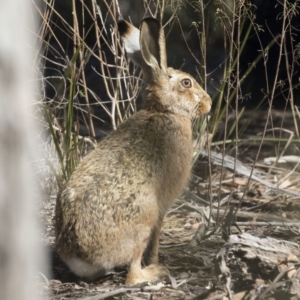 Lepus capensis at Bruce, ACT - 2 Sep 2018