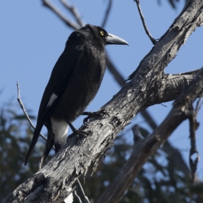 Strepera graculina (Pied Currawong) at Bruce, ACT - 2 Sep 2018 by AlisonMilton