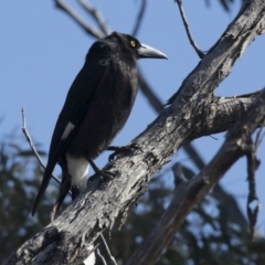 Strepera graculina (Pied Currawong) at Bruce, ACT - 2 Sep 2018 by Alison Milton