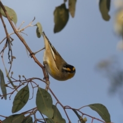 Pardalotus striatus (Striated Pardalote) at Dickson, ACT - 2 Sep 2018 by WalterEgo