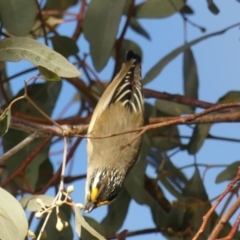 Pardalotus striatus at Dickson, ACT - 2 Sep 2018 04:53 PM