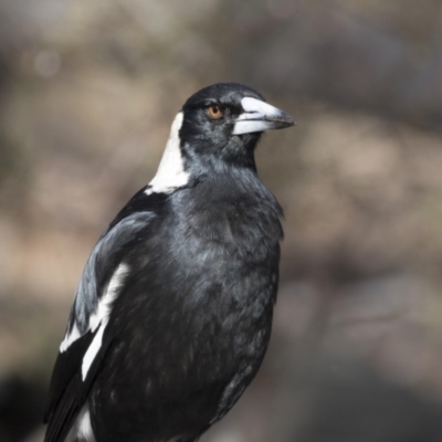 Gymnorhina tibicen (Australian Magpie) at Gossan Hill - 2 Sep 2018 by Alison Milton