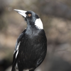 Gymnorhina tibicen at Bruce, ACT - 2 Sep 2018