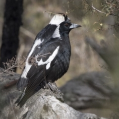 Gymnorhina tibicen at Bruce, ACT - 2 Sep 2018