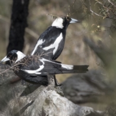 Gymnorhina tibicen at Bruce, ACT - 2 Sep 2018