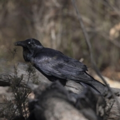 Corvus coronoides (Australian Raven) at Bruce, ACT - 2 Sep 2018 by Alison Milton