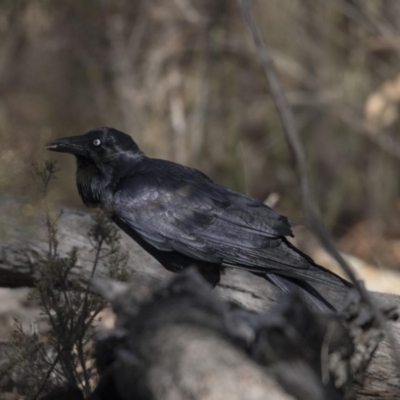 Corvus coronoides (Australian Raven) at Gossan Hill - 2 Sep 2018 by Alison Milton