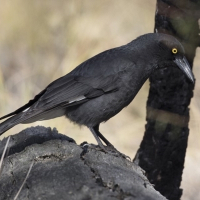 Strepera graculina (Pied Currawong) at Gossan Hill - 2 Sep 2018 by Alison Milton