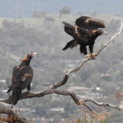 Aquila audax (Wedge-tailed Eagle) at McQuoids Hill - 26 Dec 2017 by HelenCross