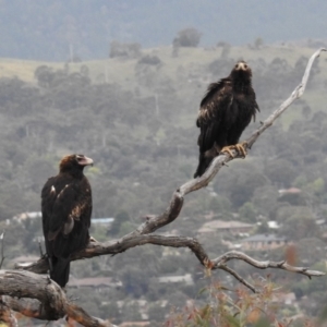 Aquila audax at Kambah, ACT - 27 Dec 2017