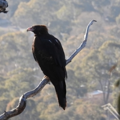 Aquila audax (Wedge-tailed Eagle) at McQuoids Hill - 19 Aug 2018 by HelenCross