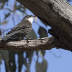 Cormobates leucophaea (White-throated Treecreeper) at Gossan Hill - 2 Sep 2018 by Alison Milton