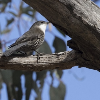 Cormobates leucophaea (White-throated Treecreeper) at Bruce Ridge to Gossan Hill - 2 Sep 2018 by AlisonMilton