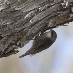 Cormobates leucophaea at Bruce, ACT - 2 Sep 2018