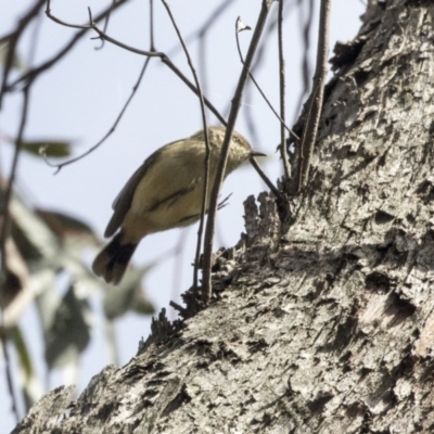 Acanthiza reguloides (Buff-rumped Thornbill) at Bruce, ACT - 2 Sep 2018 by Alison Milton