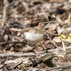 Malurus cyaneus (Superb Fairywren) at Gossan Hill - 2 Sep 2018 by Alison Milton