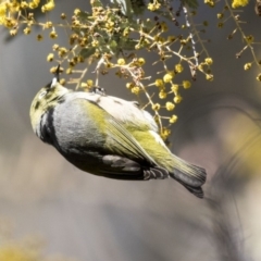 Zosterops lateralis (Silvereye) at Bruce Ridge to Gossan Hill - 2 Sep 2018 by AlisonMilton