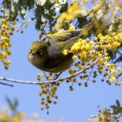 Zosterops lateralis at Bruce, ACT - 2 Sep 2018 11:11 AM