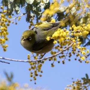 Zosterops lateralis at Bruce, ACT - 2 Sep 2018