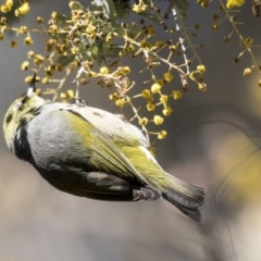 Zosterops lateralis at Bruce, ACT - 2 Sep 2018