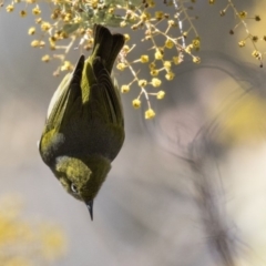 Zosterops lateralis at Bruce, ACT - 2 Sep 2018