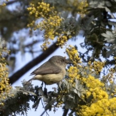 Acanthiza reguloides (Buff-rumped Thornbill) at Bruce, ACT - 2 Sep 2018 by AlisonMilton