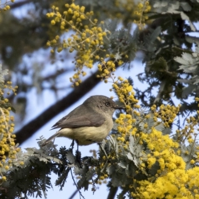 Acanthiza reguloides (Buff-rumped Thornbill) at Bruce, ACT - 2 Sep 2018 by AlisonMilton