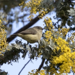 Acanthiza reguloides at Bruce, ACT - 2 Sep 2018