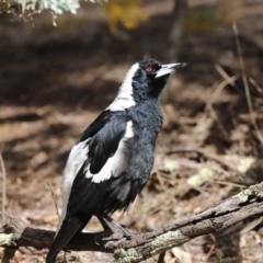 Gymnorhina tibicen (Australian Magpie) at Gossan Hill - 2 Sep 2018 by Alison Milton