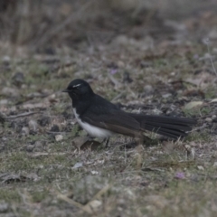 Rhipidura leucophrys (Willie Wagtail) at Bruce, ACT - 2 Sep 2018 by Alison Milton