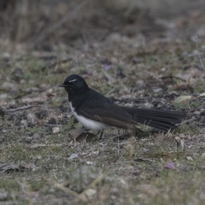 Rhipidura leucophrys (Willie Wagtail) at Bruce, ACT - 2 Sep 2018 by AlisonMilton