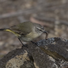 Acanthiza chrysorrhoa (Yellow-rumped Thornbill) at Bruce, ACT - 2 Sep 2018 by AlisonMilton
