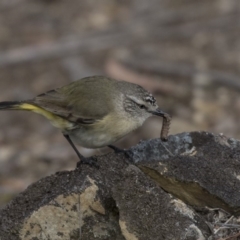 Acanthiza chrysorrhoa (Yellow-rumped Thornbill) at Gossan Hill - 2 Sep 2018 by Alison Milton