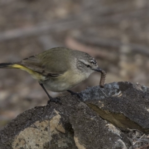 Acanthiza chrysorrhoa at Bruce, ACT - 2 Sep 2018 11:29 AM