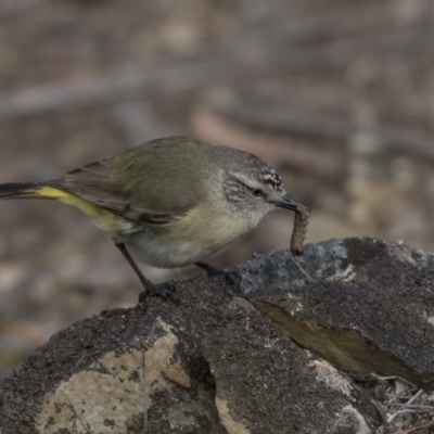 Acanthiza chrysorrhoa (Yellow-rumped Thornbill) at Bruce, ACT - 2 Sep 2018 by AlisonMilton