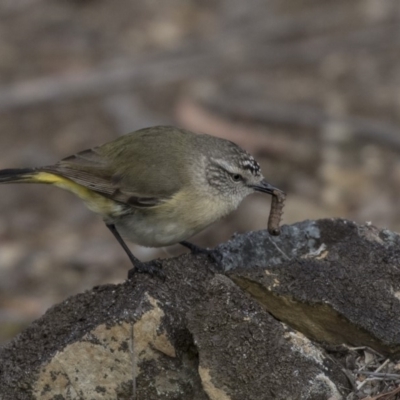 Acanthiza chrysorrhoa (Yellow-rumped Thornbill) at Point 604 - 2 Sep 2018 by AlisonMilton