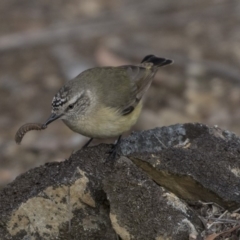 Acanthiza chrysorrhoa at Bruce, ACT - 2 Sep 2018 11:29 AM