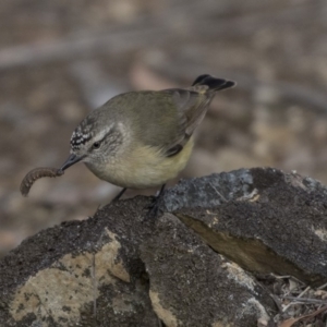 Acanthiza chrysorrhoa at Bruce, ACT - 2 Sep 2018 11:29 AM