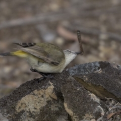 Acanthiza chrysorrhoa at Bruce, ACT - 2 Sep 2018 11:29 AM